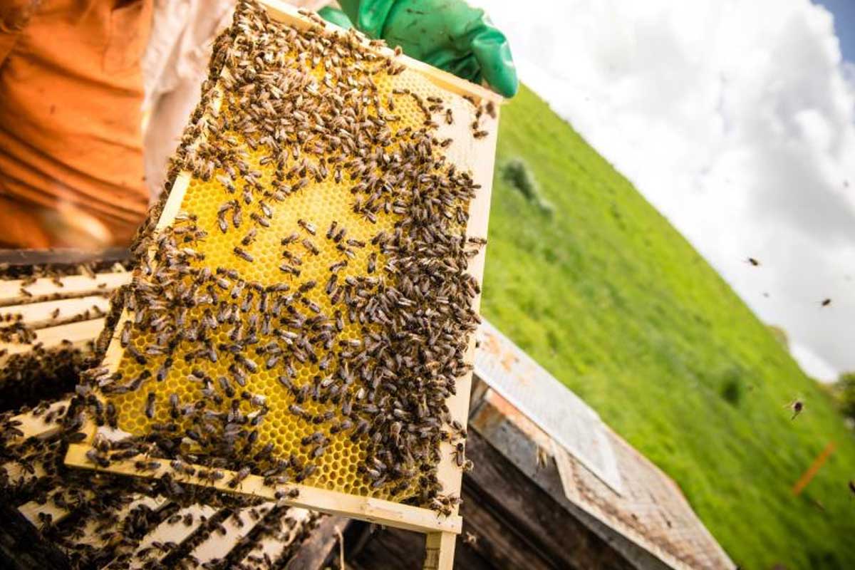 Quince Honey Farm, South Molton, North Devon