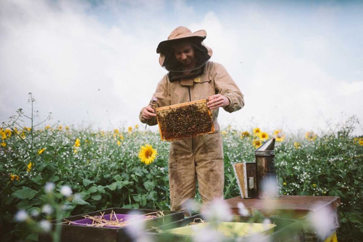 Quince Honey Farm, South Molton, North Devon